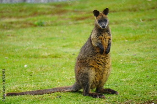 Swamp wallaby