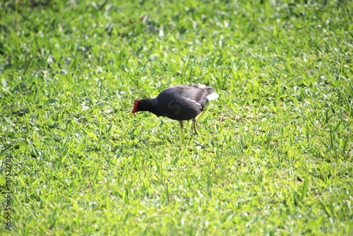 ave galinha d’água - Gallinula chloropus