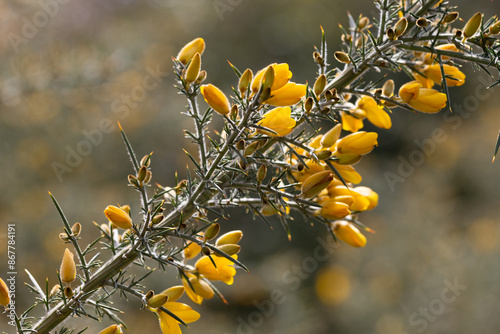 Yellow flowers of Ulex, commonly known as gorse, furze, selective focus, floral yellow spring and summer background