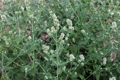 Flowering melissa (Melissa officinalis) flowers