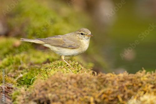 Piecuszek (Phylloscopus trochilus)