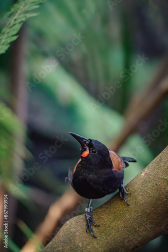 The North Island Saddleback - Tīeke