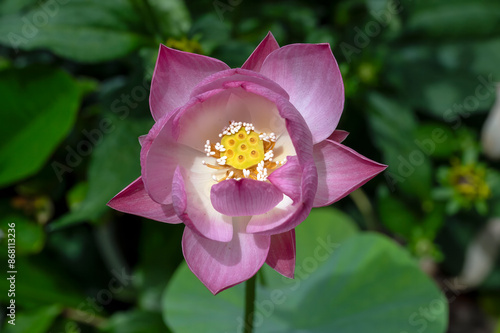 Pink lotus flower on a dwarf variety. Nelumbo nucifera 'Akari' growing in a water bowl in a garden in Tokyo