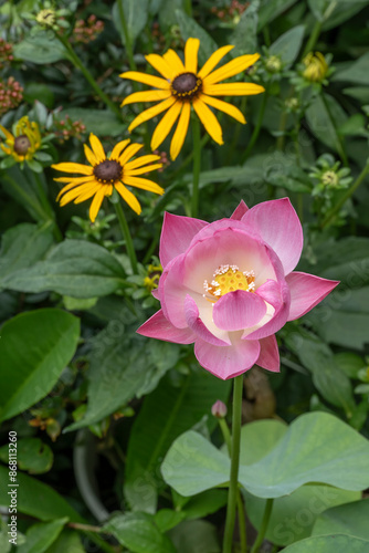 Pink lotus flower on a dwarf variety. Nelumbo nucifera 'Akari' growing in a water bowl in a garden in Tokyo