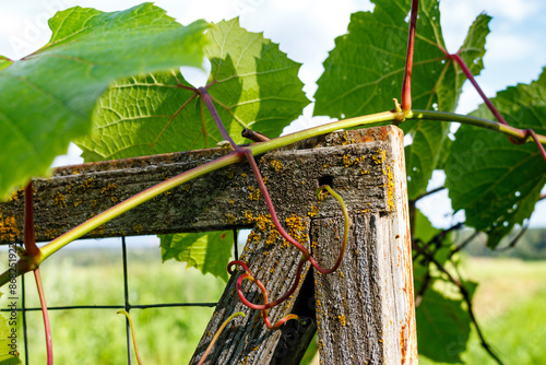 Close-up of the tendrils of decorative grapes clinging to the fence, a hedge at the dacha