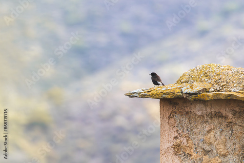 Ave solitaria posada en un tejado rural, Collalba negra (Oenanthe leucura)