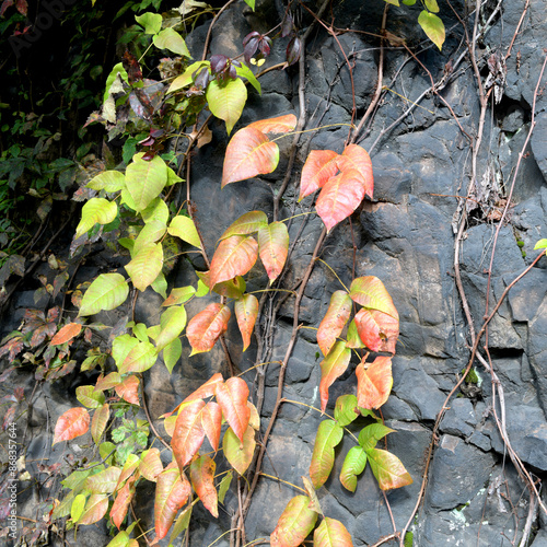 Autumn leaves in the Park, Mary Ellen Kramer Great Falls Park, City Of Paterson, New jersey, USA