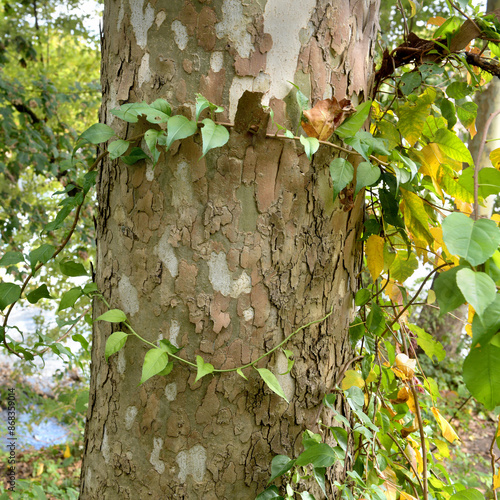 Textured tree trunk with leaves in park, Mary Ellen Kramer Great Falls Park, City Of Paterson, New jersey, USA