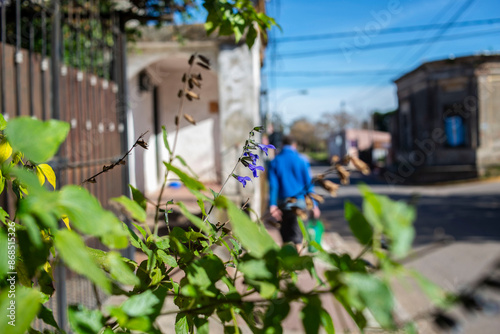 Flores en paisaje urbano