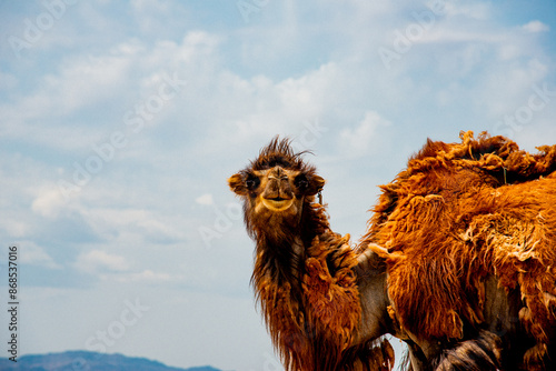 Mongolian camel, maybe a little crazy