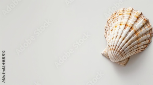 Minimalist beach holiday banner with single seashell on white background, clean and serene design. 