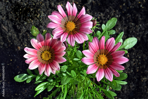 Beautiful gazania flower close up