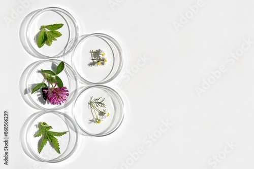 Petri dishes with various kinds of herbs. Phytotherapy, herbal medicine. Laboratory research. Copy space for text