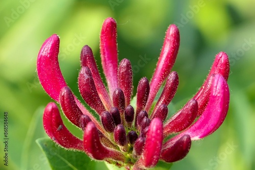 Nahaufnahme einer geschlossenen Geißblattblüte.