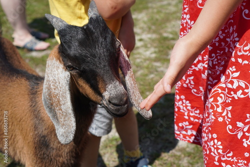 A brown sociable Nubian goat kid meets children on a farm in the summer. The concept of growing and breeding exotic animals