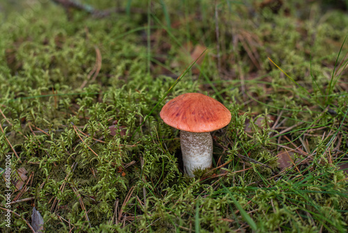 Orange-cap boletus (lat. Leccinium aurantiacum) mushroom growing at mossy forest