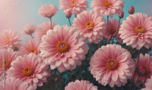 Pink and white daisies in full bloom close-up view