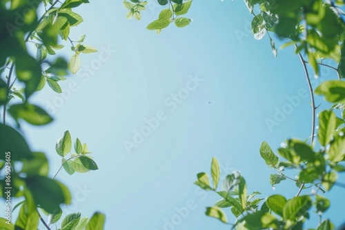 Skyward view through green leaves against clear blue sky