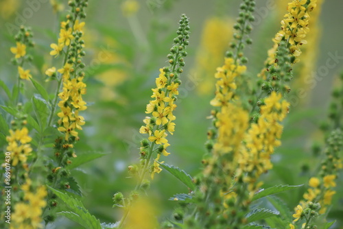 Agrimonia eupatoria. Common agrimony yellow flowers.