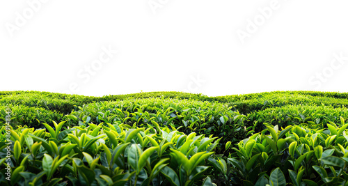 Picturesque tea plantation, cut out