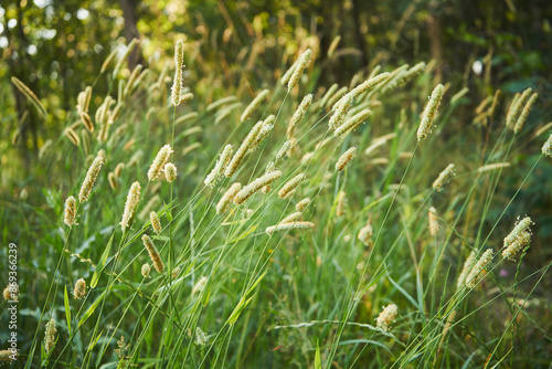 Tymotka łąkowa, brzanka pastewna, Phleum pratense L.