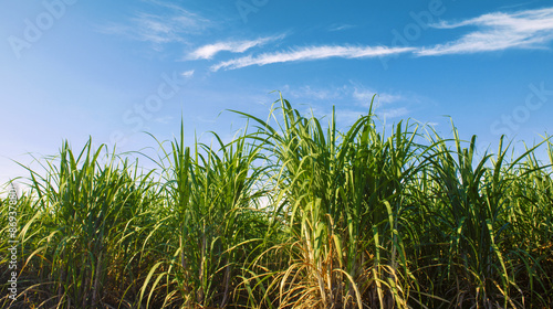 field of tall sugar cane with a clear blue sky in the background