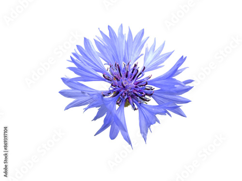 Centaurea cyanus,cornflower or bachelor's button blue flower isolated transparent png.