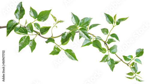 Close-up of green plant branch with lush leaves isolated on white background. Perfect for nature, eco, and organic themes.