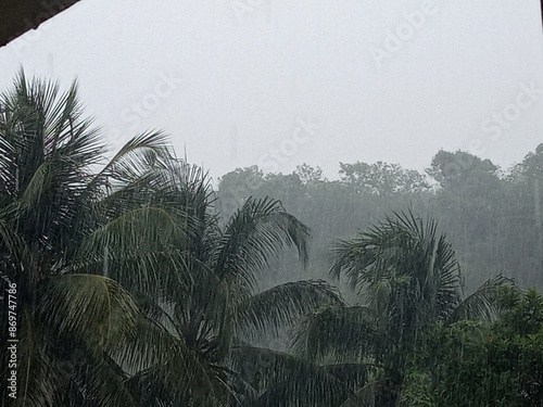 La forte pluie tombe sur les palmiers