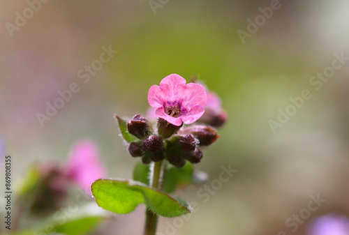 close up of pulmonaria flower, bright flower with pink petals, close up lungwort blossoms