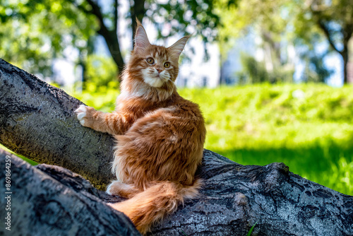 A very beautiful Maine kitten in nature.