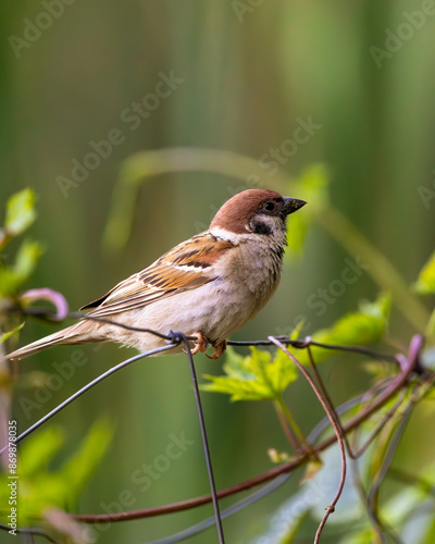 Eurasian tree sparrow (Wróbel Mazurek)