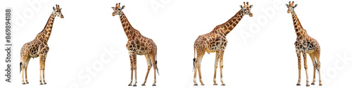 Set of A adult giraffe standing tall against a neutral studio backdrop, on a transparent background