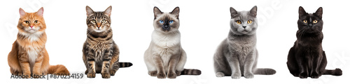 Portraits of Various Cat Breeds