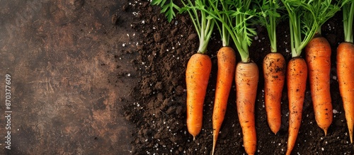 A top view close-up of freshly harvested carrots in the garden, set against a natural background with abundant copy space image.