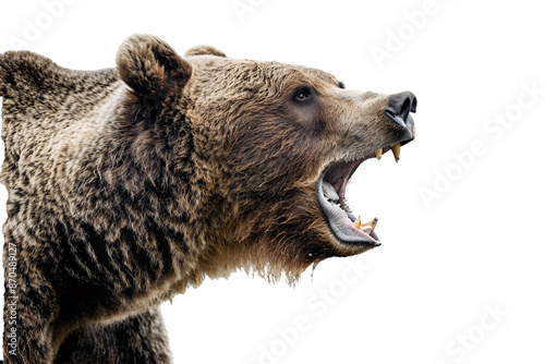 a bear with its mouth open