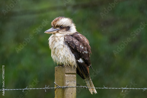 Laughing kookaburra 