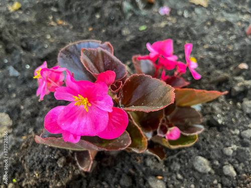 PLANTAS EN FLORACIÓN. BEGOÑAS-