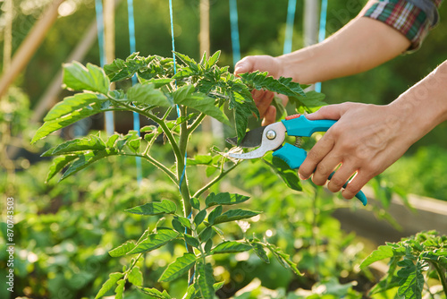 Close-up of tomato plant and hands with pruning shears shaping plant