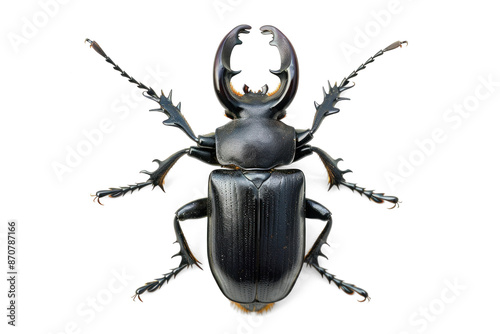 Stag Beetle Isolated