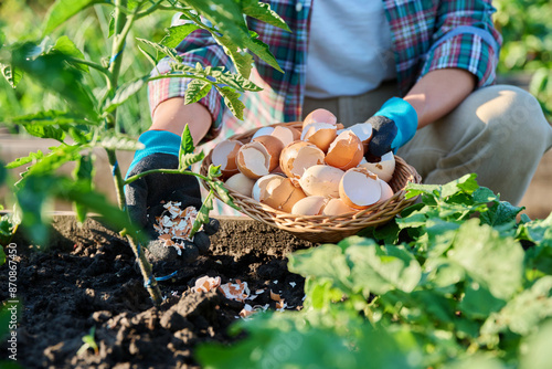 Fertilizing tomato plants with eggshells in raised garden box bed.