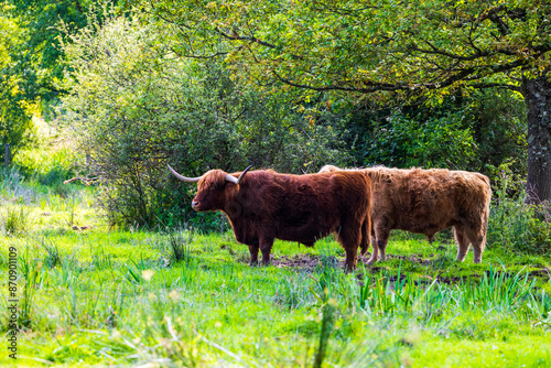 Vaches de race écossaises Highland, caractérisées par ses poils longs et une paire de longues cornes, dans le marais du Grand Hazé, espace naturel sensible classé Natura 2000 à Briouze