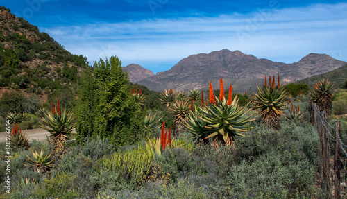 Nature's garden alongside the road near Hoeksplaas, Western Cape.