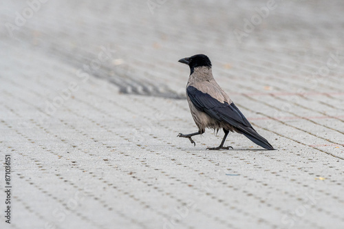 Wrona siwa, wrona (Corvus corone) – gatunek średniej wielkości ptaka z rodziny krukowatych (Corvidae)