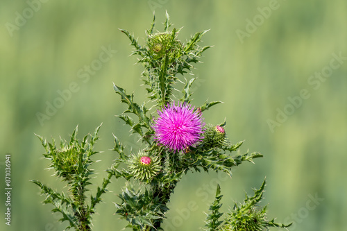 Ostropest plamisty (Silybum marianum) kwtinący na łące