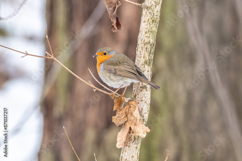 rudzik zwyczajny (Erithacus rubecula) podczas zimy