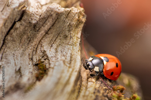 Biedronka siedmiokropka, boża krówka (Coccinella septempunctata)