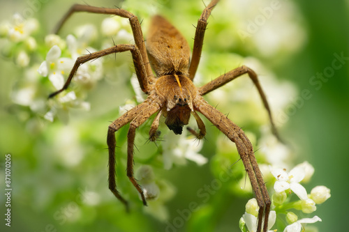 Darownik przedziwny (Pisaura mirabilis)