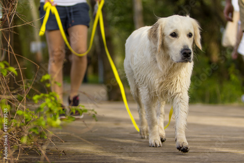 Pies Golden Retriever idący na długiej gumowej jasno zielonej smyczy. Pies w nieznanym mu terenie. Zlękniony przestraszony pies. Smutny , i przestraszony pies pełen niepewności