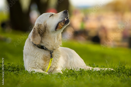 Rasowy pies Golden Retriever z brudnymi od zabawy uszami, rozkoszujący się nagrodą, posiłkiem żwaczem, suszonym uchem świni. Spacery z psem. Dbanie o psa i jego radości